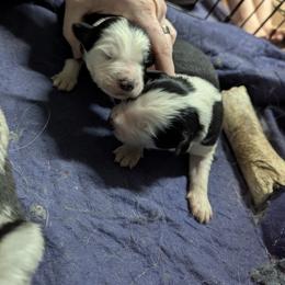 Australian Shepherd and Great Dane Puppies from AEW Farm