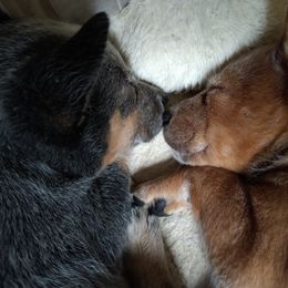 Australian Cattle Dog Puppies from FullMoon Cattle Dogs