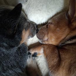 Australian Cattle Dog Puppies from FullMoon Cattle Dogs