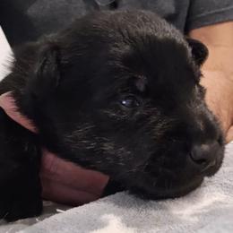 Male1 (BrIIIW) - Black male Scottish Terrier puppy in Conroe, Texas from Scotch McLaren Terriers