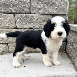 Fionn - Tri-color male Bernedoodle puppy in Midland, Michigan from Northern Charm Farm