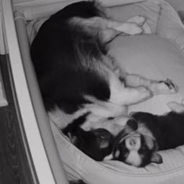 Pembroke Welsh Corgi Puppies from Blue Angel Kennels