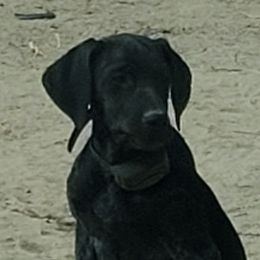 Coroana  - German Shorthaired Pointer