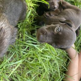 Pudelpointer Puppies from Bent Tree Pudelpointers
