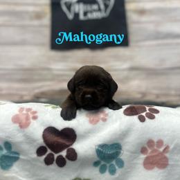 Mahogany - Chocolate female Dilute Retriever puppy in Forest City, Iowa from Helm Labs