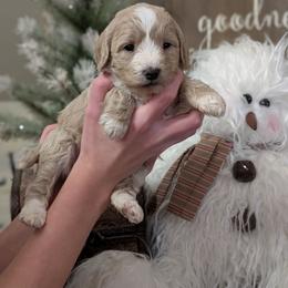 Juliette - Cream female Cavapoo puppy in Coshocton, Ohio from Forever Family Puppies