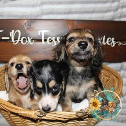 Dachshund Puppies from T-Dox Tessa's Dachshunds