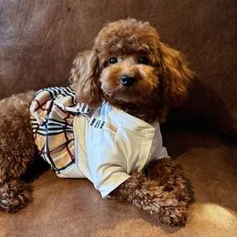 Tulsa - Poodle