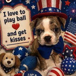 Phlox (Frenchton) - Blue male Companion Cross puppy in Peru, Indiana from Angie's Little Bostons And Frenchies