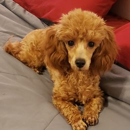 Roo - Poodle