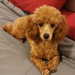 Roo - Poodle