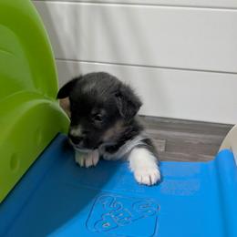 Bluie tri girl - Gray and white female American Corgi puppy in Loretto, Kentucky from Duncan's Border Collies and Corgis