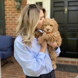 Australian Labradoodle Puppies from Berrybrook Doodles