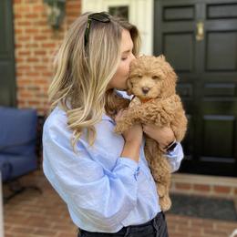 Australian Labradoodle Puppies from Berrybrook Doodles