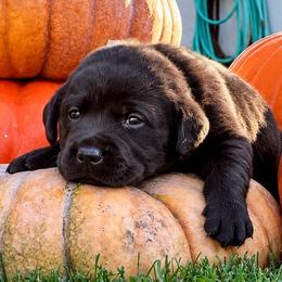 Hickory (Lime Green Collar) - Black male Dilute Retriever puppy in Baldwin City, Kansas from Hedge Lane Labradors