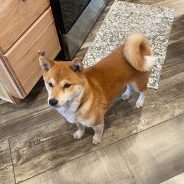 Ruby - Shiba Inu