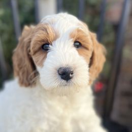 Holly - Parti Goldendoodle puppy in Saint John, Indiana from Lulu's Goldendoodles