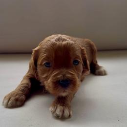 Girl 2 - Red  female Goldendoodle puppy in Meridian, Mississippi from Magnolia Poodles and Doodles
