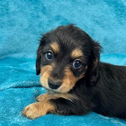 Broccoli - Black and tan male Dachshund puppy in Memphis, Tennessee from River City Doxies