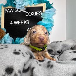 Spanky - Fawn (isabella) and tan male Dachshund puppy in Lufkin, Texas from Paw-some Doxies