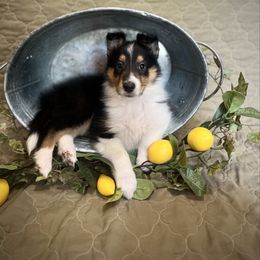 Moana - Black white and tan female Collie puppy in Chilhowie, Virginia from Jolly Collies & Kingdom Elite Yorkshire Terriers