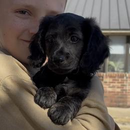 Gauntlet - Black male Dachshund puppy in Mc Alester, Oklahoma from A Anchor Farm
