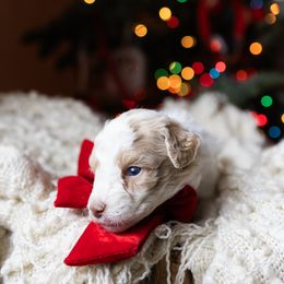 Rosalie - female Australian Mountain Doodle puppy in Redding, California from Farmstead Doodles
