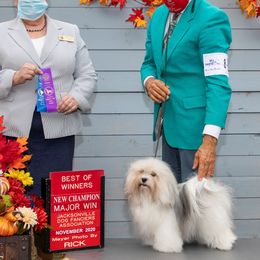 Bitsy - Havanese