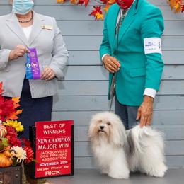 Bitsy - Havanese