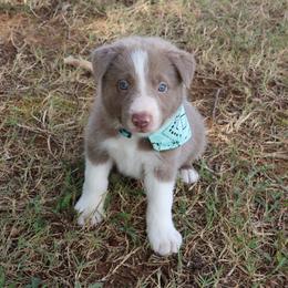 Tino - Lilac male Border Collie puppy in Courtland, Alabama from C Bar C Ranch Border Collies