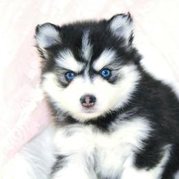Pomsky Puppies from Palm Tree Pomskies