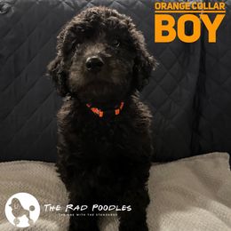 Poodle Puppies from The Rad Poodles