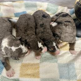 Bernedoodle puppies from Shondel Puppy Paws