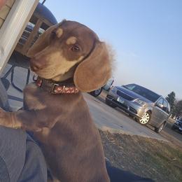 Virgil - Dachshund