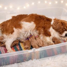 Cavapoo puppies from Sunshines Pomeranians & Cavapoos
