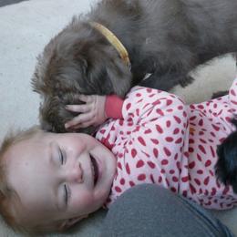 Labradoodle Puppies from Daisy's Labradoodles