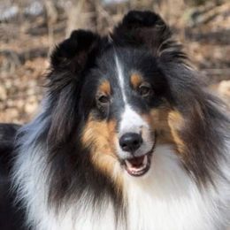 Lisa Marie  - Shetland Sheepdog