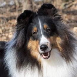 Lisa Marie  - Shetland Sheepdog
