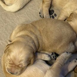 Yellow collar - Golden female Golden Retriever puppy in Indianapolis, Indiana from ZuGolden Retrievers & Doodles
