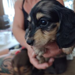 Dachshund Puppies from Katrina's Punk Rock Dachshunds