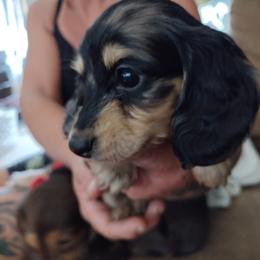 Dachshund Puppies from Katrina's Punk Rock Dachshunds