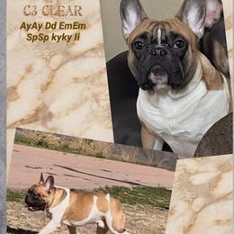 French Bulldogs from Charla's French Bulldogs