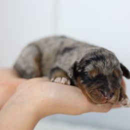 Girl 3 - Blue merle female Aussiedoodle puppy in Omro, Wisconsin from Crystal Ridge Doodles