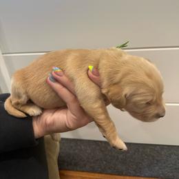 Boris-Green - Golden male Golden Retriever puppy in Cedar City, Utah from RuTess Goldens