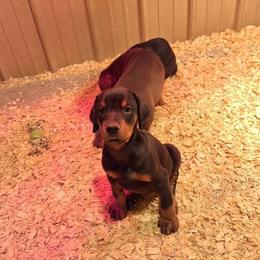 Doberman Pinscher puppies from Morningstar Kennel
