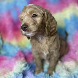 Orange collar - Apricot female Aussiedoodle puppy in Mount Ulla, North Carolina from Girls of anarchy farm