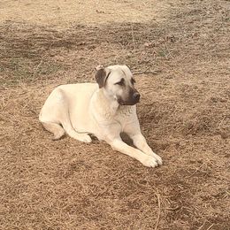 Roxy - Anatolian Shepherd Dog