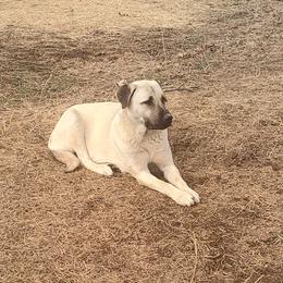 Roxy - Anatolian Shepherd Dog