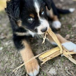Toy Australian Shepherd Puppies from Kickapoo Creek Toy Aussies