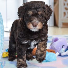 Australian Labradoodle Puppies from Australian Heritage Labradoodles
